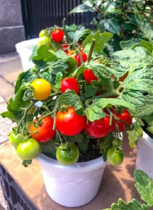 Vegetable Tomato Round Seeds (Op) | Sow and Grow Fresh Healthy Seed in Your Garden Perfect for Home & Terrace Gardening High Germination Seeds Vegetable Tomato Round Seeds (Op) | Sow and Grow Fresh Healthy Seed in Your Garden Perfect for Home & Terrace Gardening High Germination Seeds