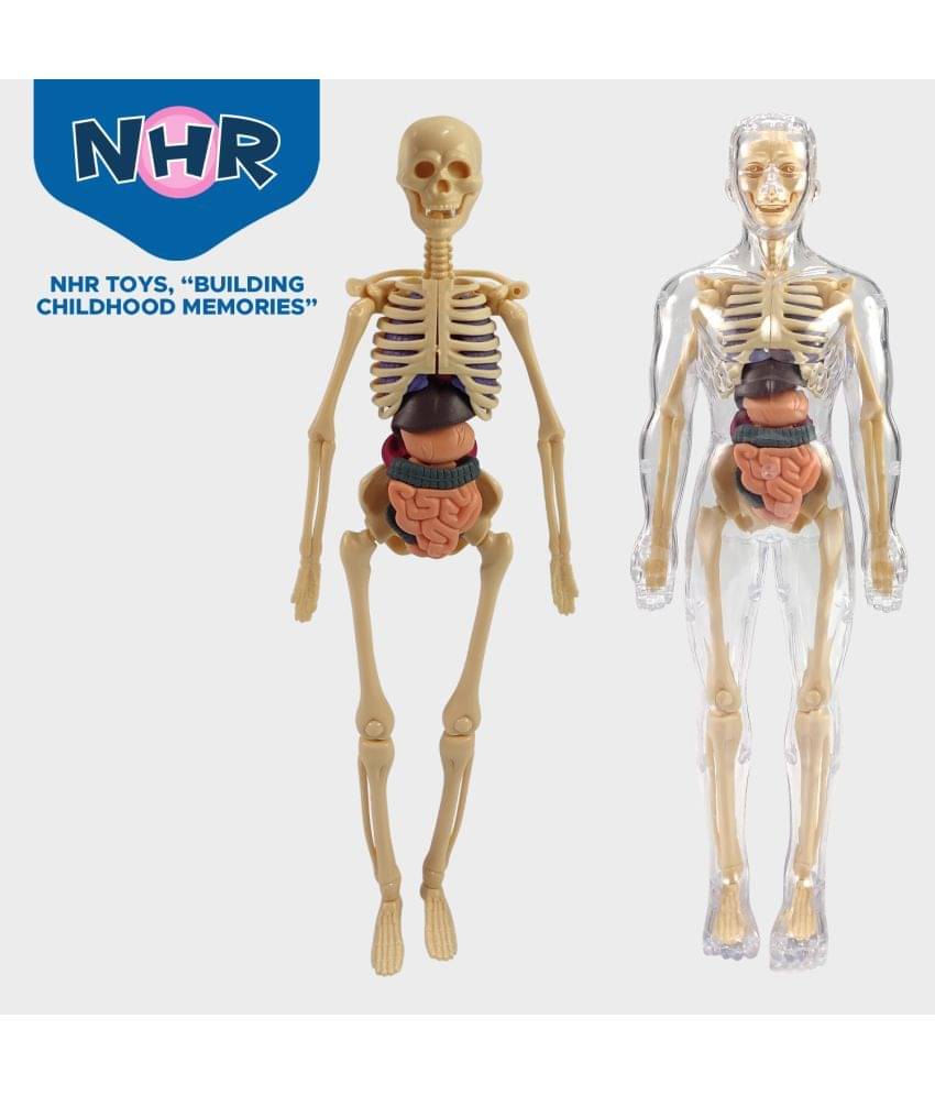     			NHRToys Human Body Model for Kids | 3D Human Body Parts Puzzles  (Multicolor)