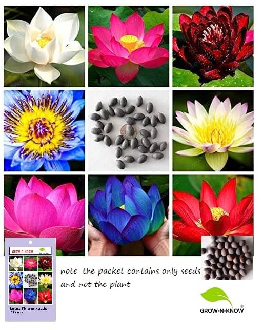     			grow n know Lotus Flower ( 21 Seeds )