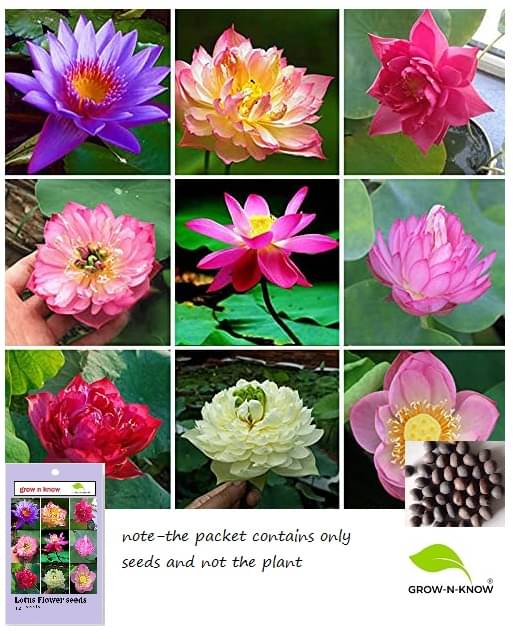     			grow n know Lotus Flower ( 12 Seeds )