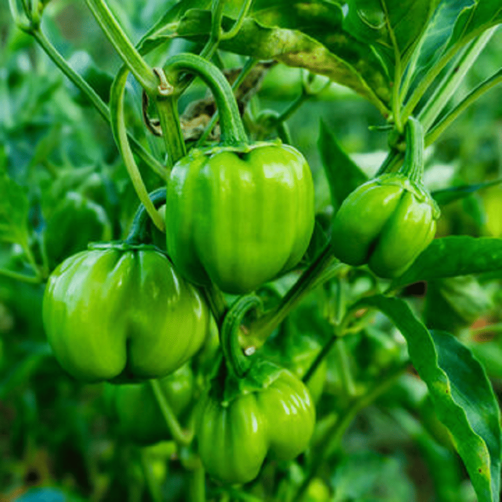 Jignisha Seeds Chilli Flakes Vegetable ( 50 Seeds ) Jignisha Seeds Chilli Flakes Vegetable ( 50 Seeds )