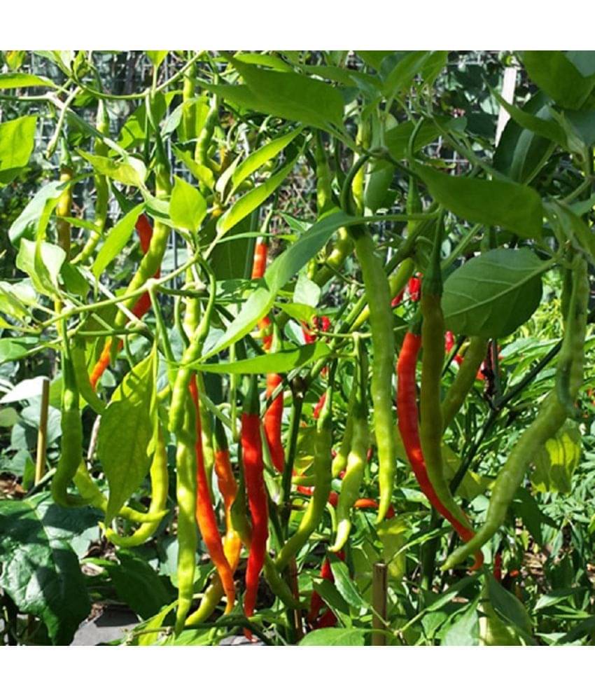 Jignisha Seeds Chilli Vegetable ( 50 Seeds ) Jignisha Seeds Chilli Vegetable ( 50 Seeds )