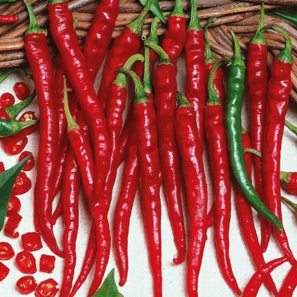     			Jignisha Seeds Red chilli Vegetable ( 50 Seeds )