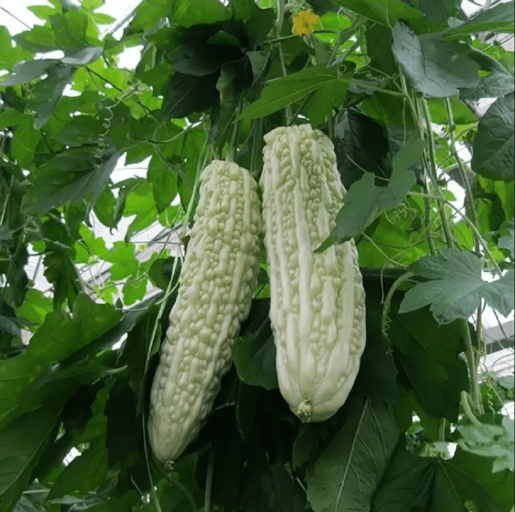 Jignisha Seeds White Bitter Gourd Vegetable ( 15 Seeds ) Jignisha Seeds White Bitter Gourd Vegetable ( 15 Seeds )
