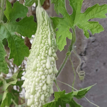 Jignisha Seeds White Bitter Gourd Vegetable ( 15 Seeds ) Jignisha Seeds White Bitter Gourd Vegetable ( 15 Seeds )