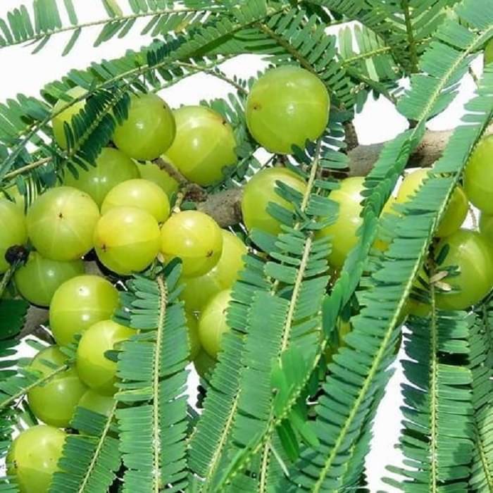 Jignisha Seeds Hybrid Gooseberry Fruit ( 30 Seeds ) Jignisha Seeds Hybrid Gooseberry Fruit ( 30 Seeds )