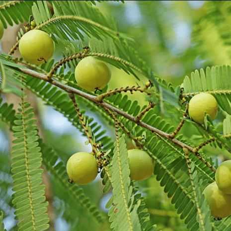     			Jignisha Seeds Organic Amla Fruit ( 30 Seeds )