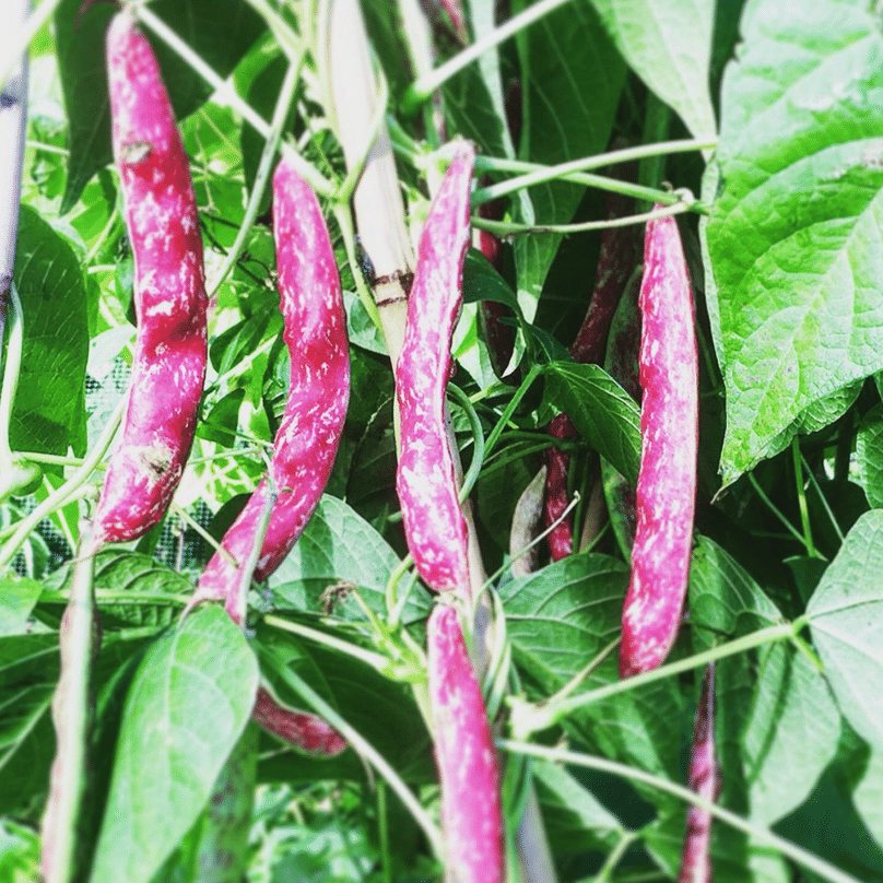 Jignisha Seeds Hybrid Borlotti Beans Vegetable ( 15 Seeds ) Jignisha Seeds Hybrid Borlotti Beans Vegetable ( 15 Seeds )