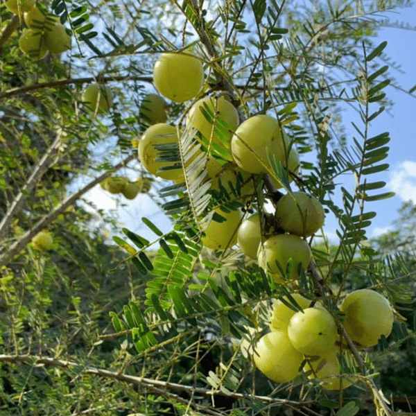    			Jignisha Seeds Hybrid Amla Fruit ( 30 Seeds )
