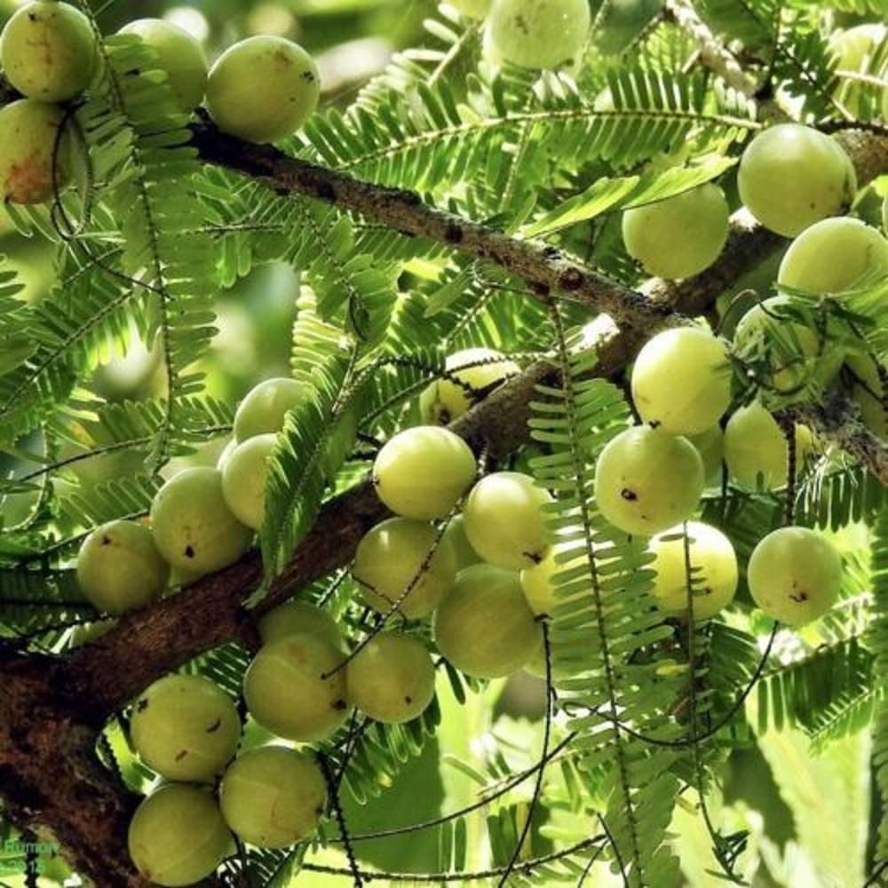 Jignisha Seeds Hybrid Gooseberry Fruit ( 30 Seeds ) Jignisha Seeds Hybrid Gooseberry Fruit ( 30 Seeds )
