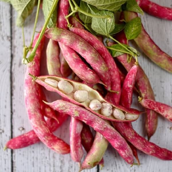 Jignisha Seeds Hybrid Roman Beans Vegetable ( 15 Seeds ) Jignisha Seeds Hybrid Roman Beans Vegetable ( 15 Seeds )