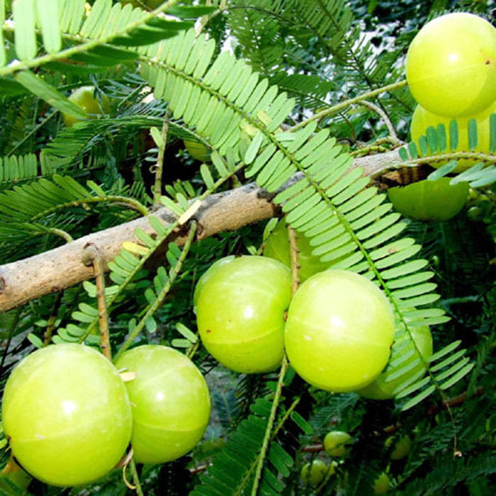 Jignisha Seeds Organic Amla Fruit ( 30 Seeds ) Jignisha Seeds Organic Amla Fruit ( 30 Seeds )