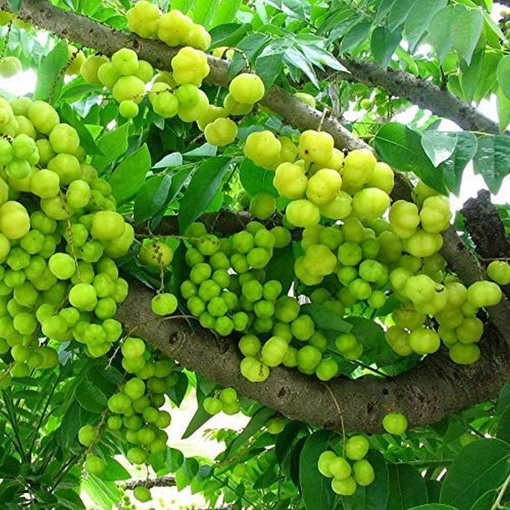 Jignisha Seeds Organic Indian Gooseberry Fruit ( 30 Seeds )