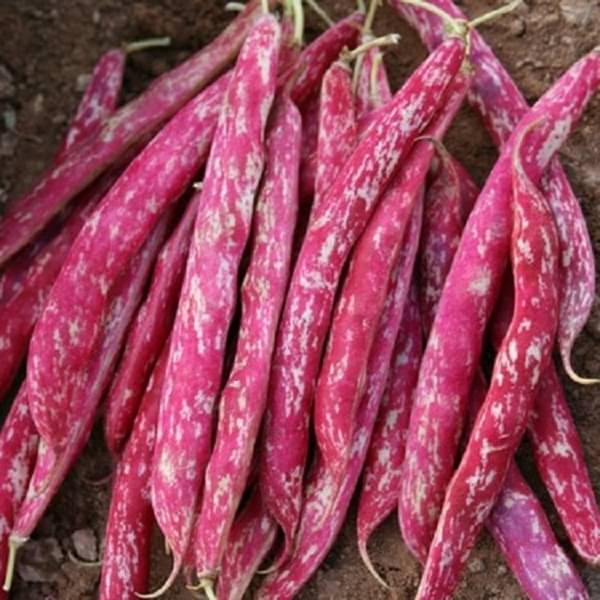     			Jignisha Seeds Cranberry Beans Vegetable ( 15 Seeds )