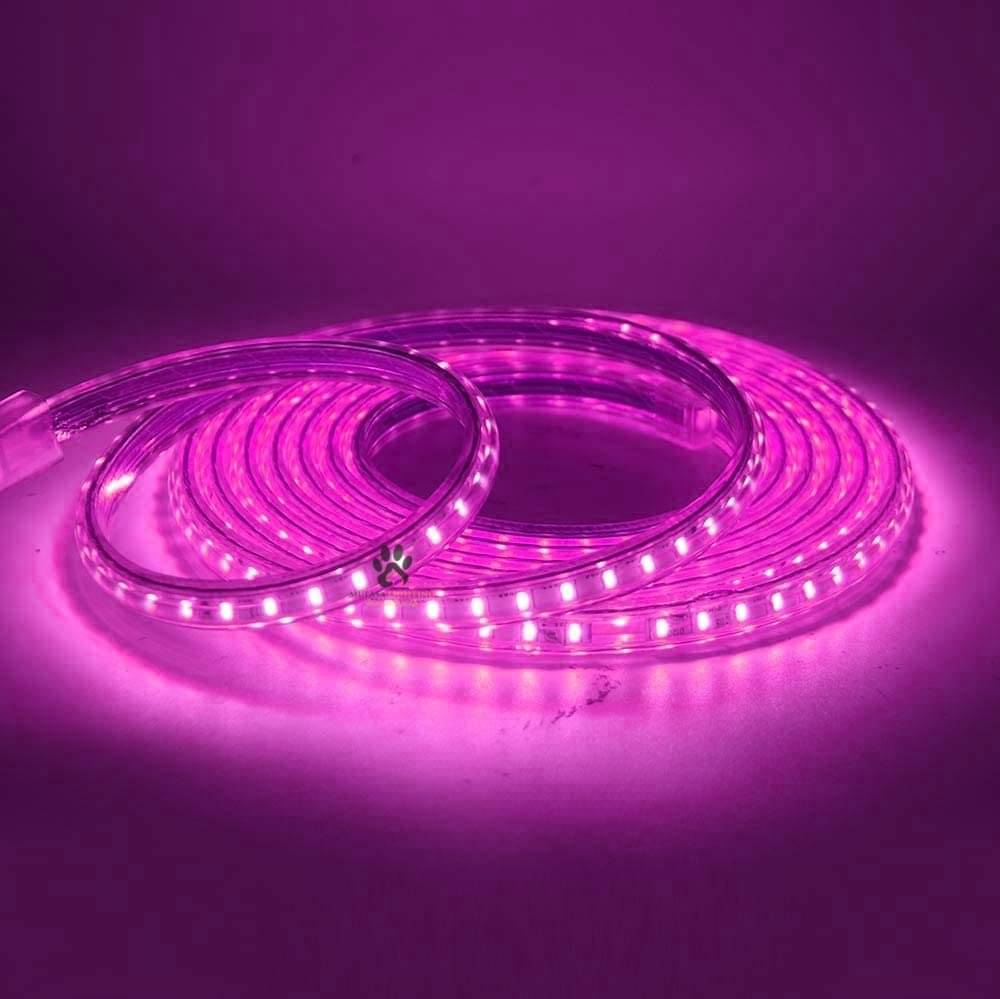     			SPARKWORLD Pink 5M LED Strip ( Pack of 1 )