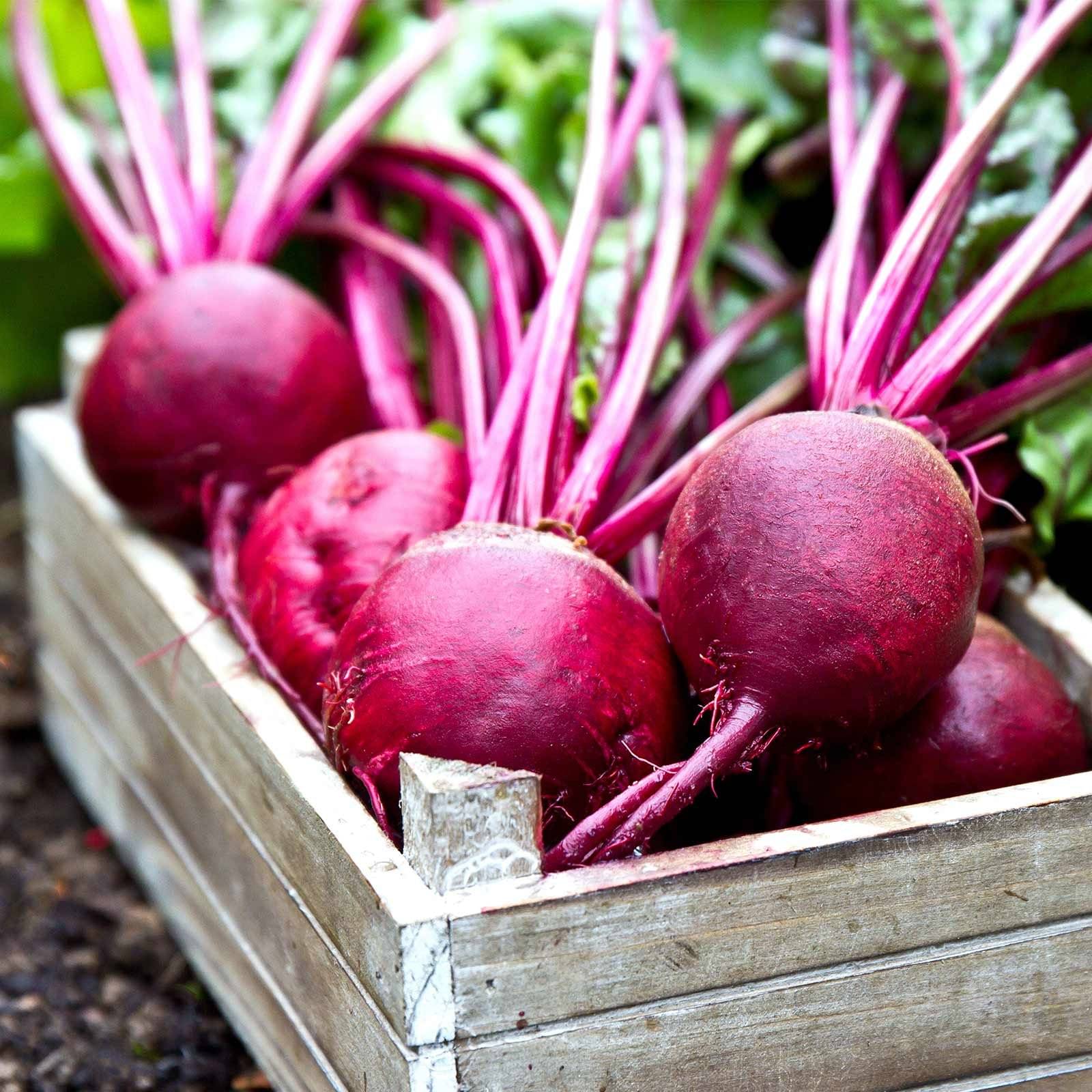     			Jignisha Seeds Hybrid Chukandar Vegetable ( 50 Seeds )