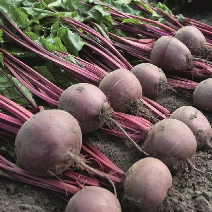 Jignisha Seeds Hybrid Chukandar Vegetable ( 50 Seeds ) Jignisha Seeds Hybrid Chukandar Vegetable ( 50 Seeds )