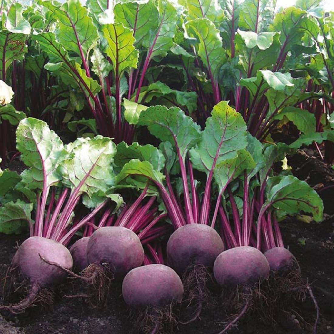 Jignisha Seeds Hybrid Beetroot Vegetable ( 50 Seeds ) Jignisha Seeds Hybrid Beetroot Vegetable ( 50 Seeds )