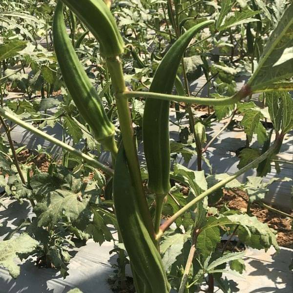 Jignisha Seeds Hybrid Bhindi Vegetable ( 25 Seeds ) Jignisha Seeds Hybrid Bhindi Vegetable ( 25 Seeds )