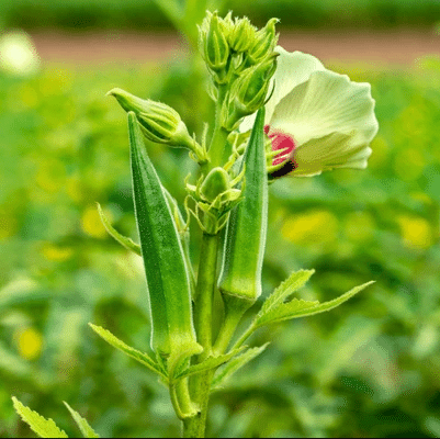 Jignisha Seeds Hybrid Lady Finger Vegetable ( 25 Seeds ) Jignisha Seeds Hybrid Lady Finger Vegetable ( 25 Seeds )