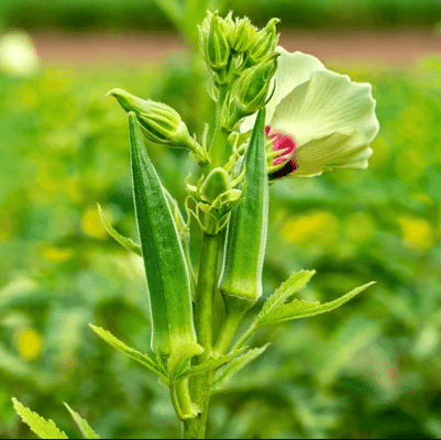 Jignisha Seeds Organic Lady Finger Vegetable ( 50 Seeds ) Jignisha Seeds Organic Lady Finger Vegetable ( 50 Seeds )
