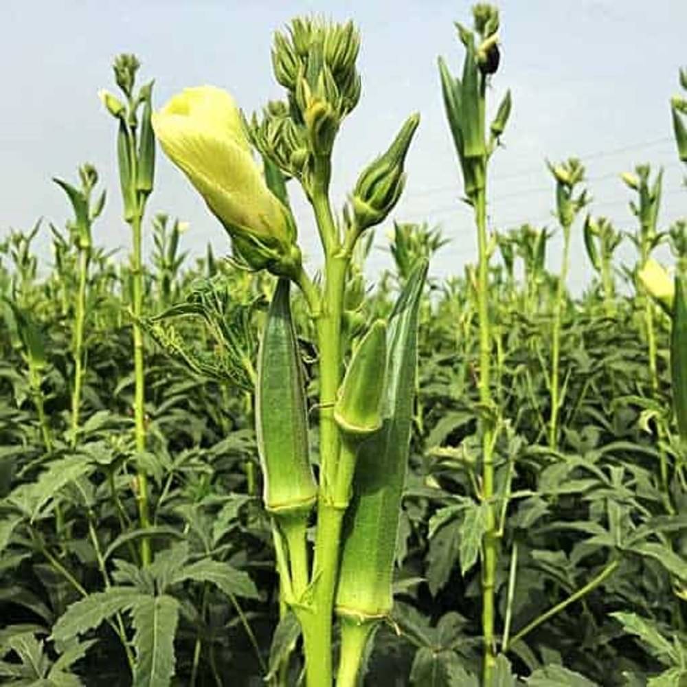     			Jignisha Seeds Hybrid Okra Vegetable ( 50 Seeds )