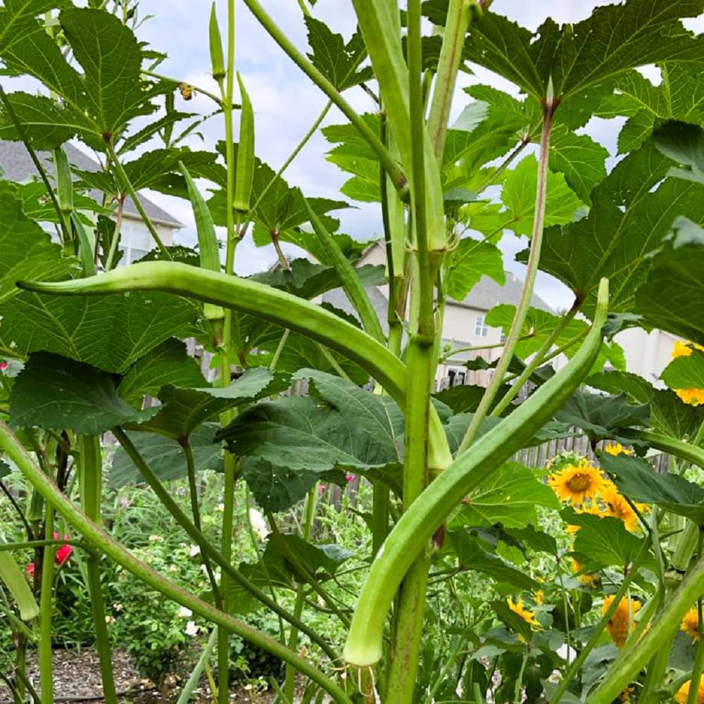 Jignisha Seeds Hybrid Okra Vegetable ( 50 Seeds ) Jignisha Seeds Hybrid Okra Vegetable ( 50 Seeds )