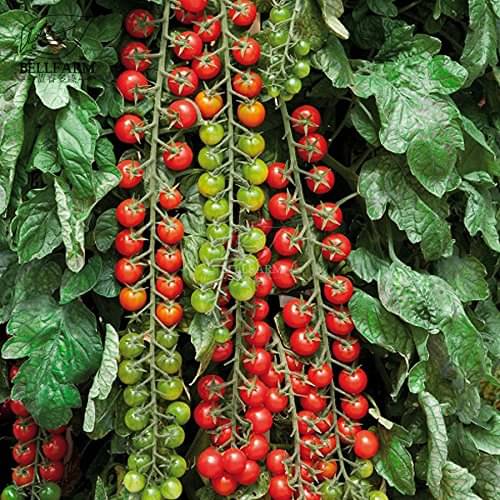 Cherry Tomato High Germination Seeds - Pack of 50 Hybrid Seeds Cherry Tomato High Germination Seeds - Pack of 50 Hybrid Seeds