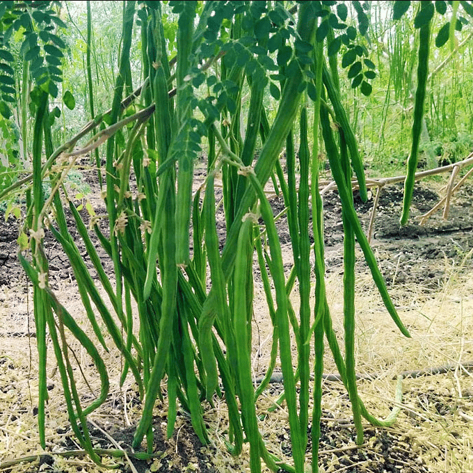     			Jignisha Seeds Drumstick Vegetable ( 15 Seeds )