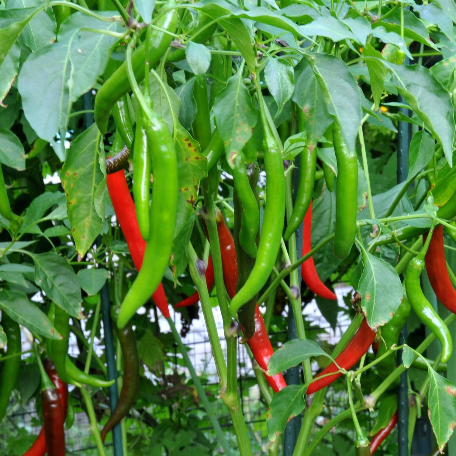 Jignisha Seeds Green Chilli Vegetable ( 50 Seeds ) Jignisha Seeds Green Chilli Vegetable ( 50 Seeds )