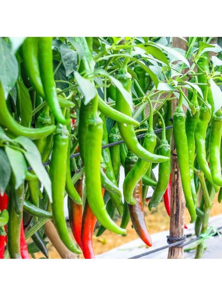 Jignisha Seeds Green Chilli Vegetable ( 50 Seeds ) Jignisha Seeds Green Chilli Vegetable ( 50 Seeds )
