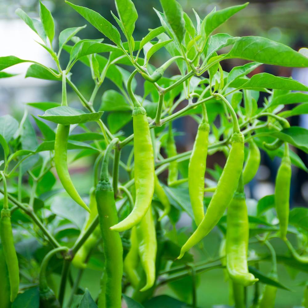 Jignisha Seeds Green Chilli Vegetable ( 50 Seeds ) Jignisha Seeds Green Chilli Vegetable ( 50 Seeds )