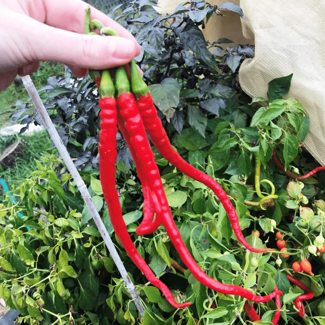     			Long Chilli (Lambi Mirchi ke beej) Vegetable Seeds Pack Of 50 | Organic | for Planting in Home Kitchen Terrace Balcony Gardening