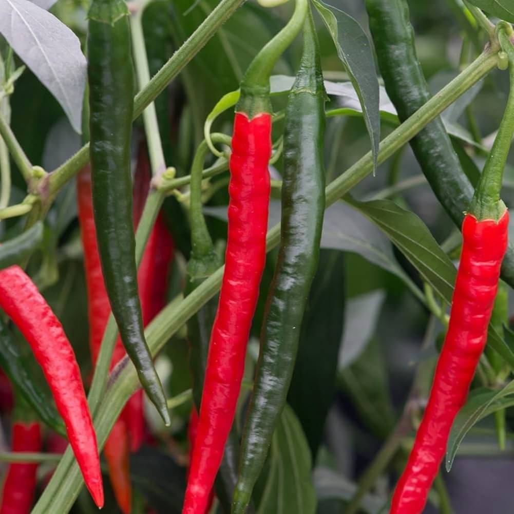 Jignisha Seeds Chilli Vegetable ( 50 Seeds ) Jignisha Seeds Chilli Vegetable ( 50 Seeds )