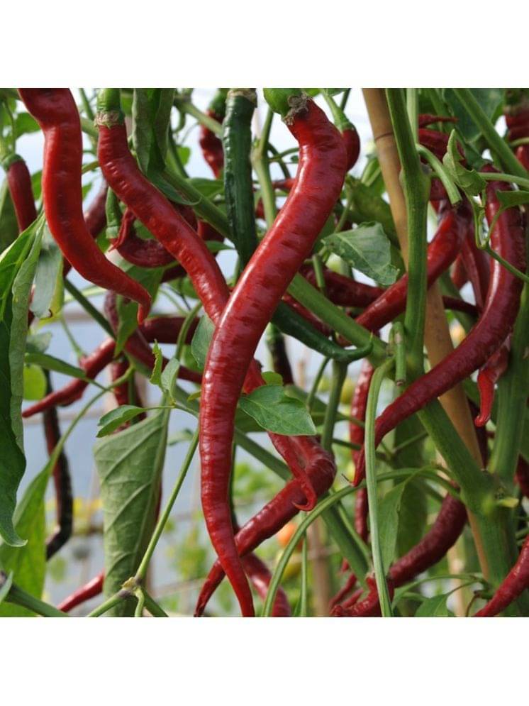 Jignisha Seeds Red chilli Vegetable ( 50 Seeds ) Jignisha Seeds Red chilli Vegetable ( 50 Seeds )