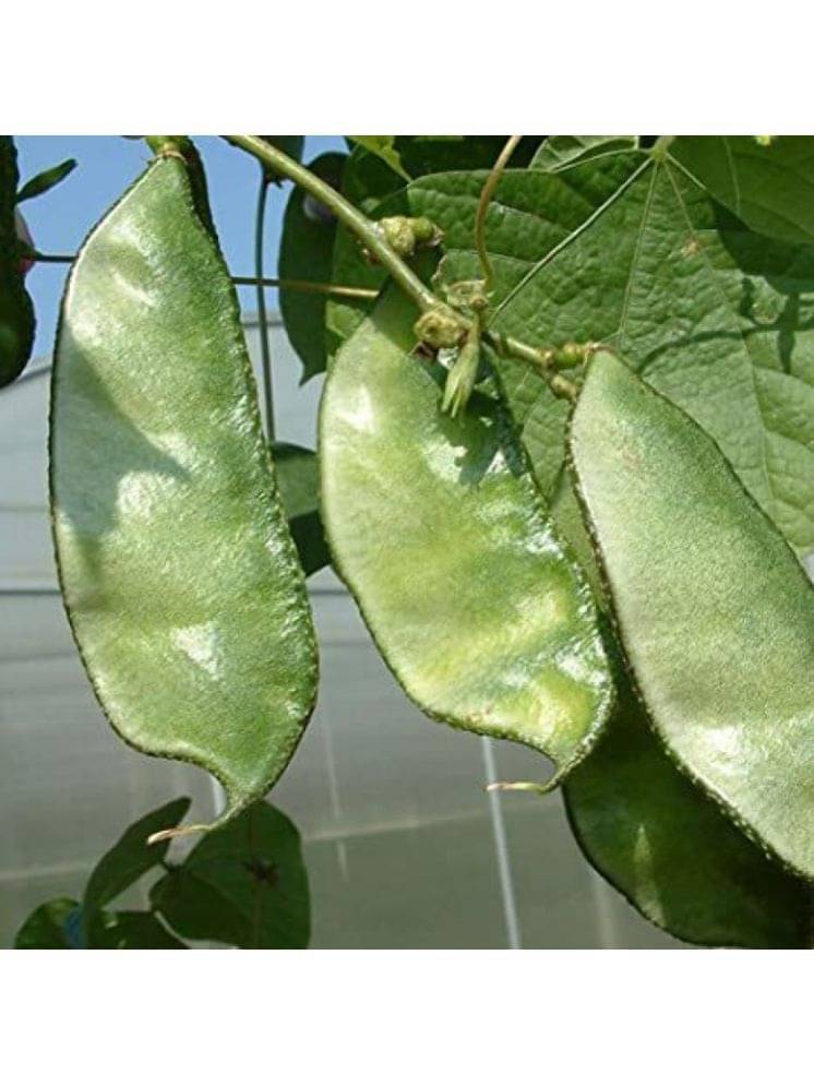 Jignisha Seeds Dolichos Vegetable ( 30 Seeds )     			Jignisha Seeds Dolichos Vegetable ( 30 Seeds )