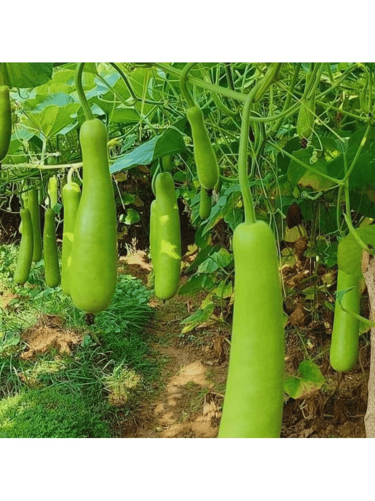 Jignisha Seeds Bottle Gourd Vegetable ( 15 Seeds )     			Jignisha Seeds Bottle Gourd Vegetable ( 15 Seeds )