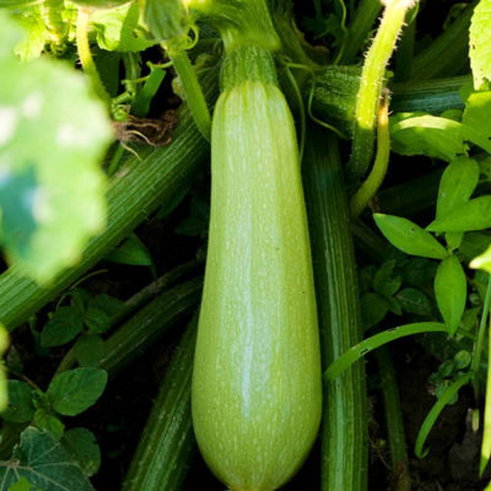 High Yielding Hybrid Green Long Squash Seeds - Pack of 10 Seeds High Yielding Hybrid Green Long Squash Seeds - Pack of 10 Seeds