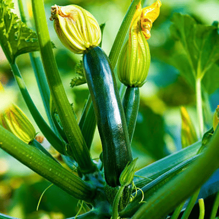     			Squash Zucchini Vegetable ( 10 Seeds )