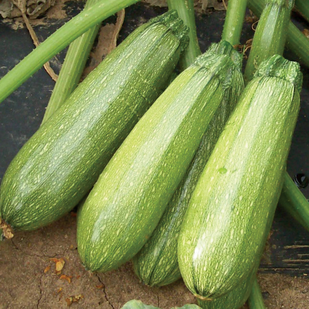 Zucchini High Yielding Hybrid Light Green Long Squash Seeds - Pack of 10 Seeds Zucchini High Yielding Hybrid Light Green Long Squash Seeds - Pack of 10 Seeds