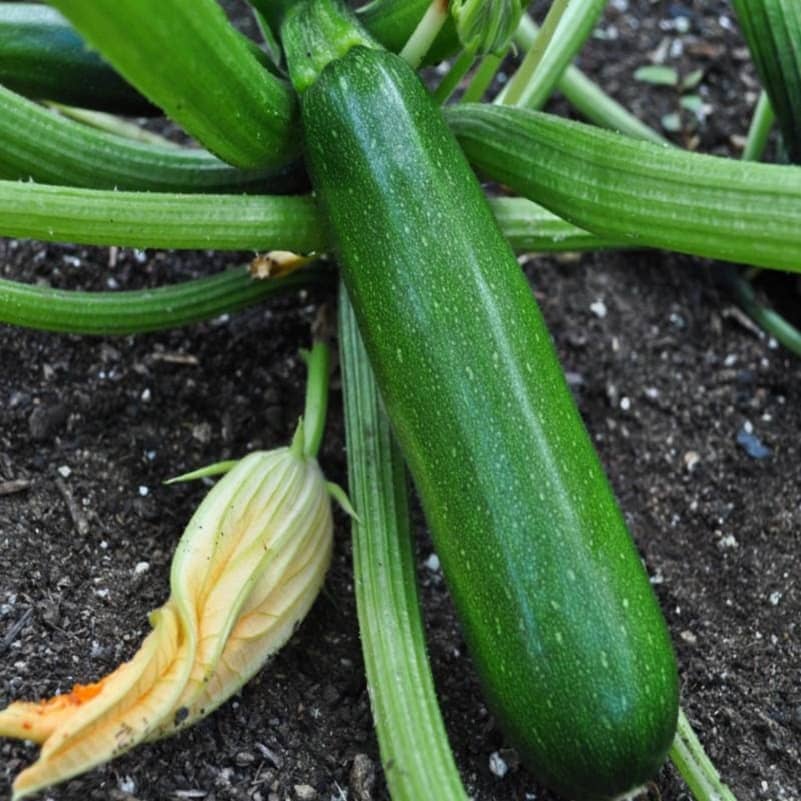 High Yielding F1 Hybrid Green Long Squash ( Zucchini ) Seeds 10
