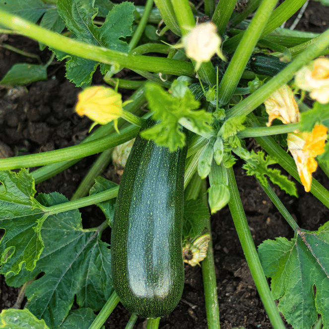 High Yielding Hybrid Green Long Squash ZUCCHINI 10 Seeds High Yielding Hybrid Green Long Squash ZUCCHINI 10 Seeds