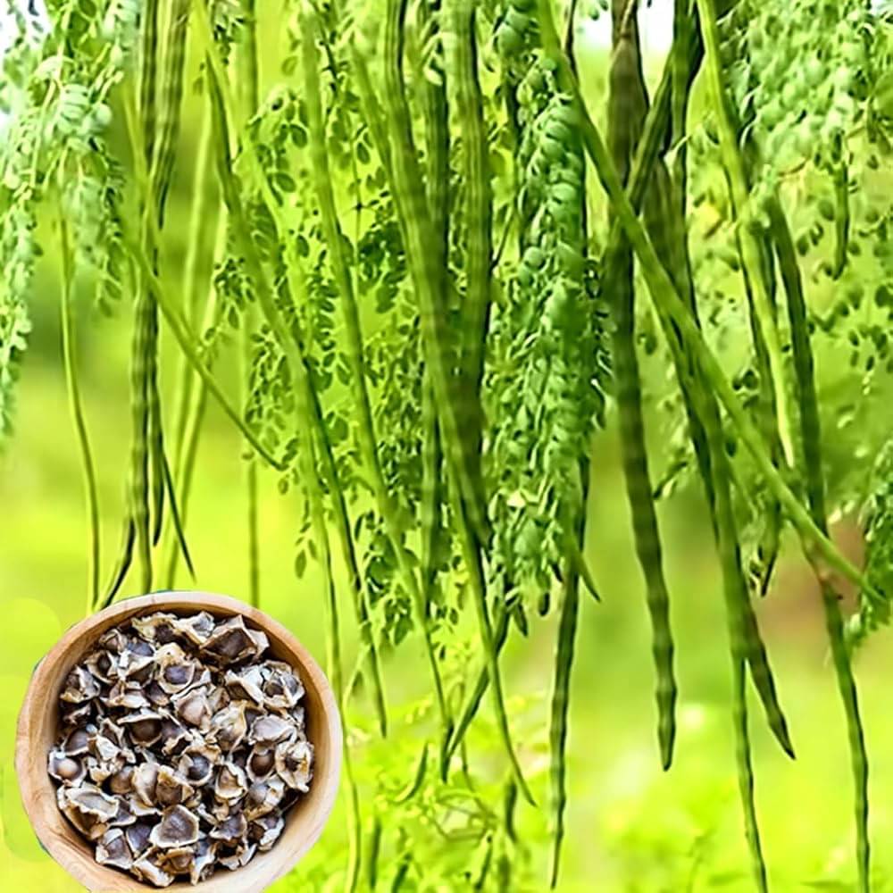 Drumstick Moringa Vegetable ( 25 Seeds ) Drumstick Moringa Vegetable ( 25 Seeds )