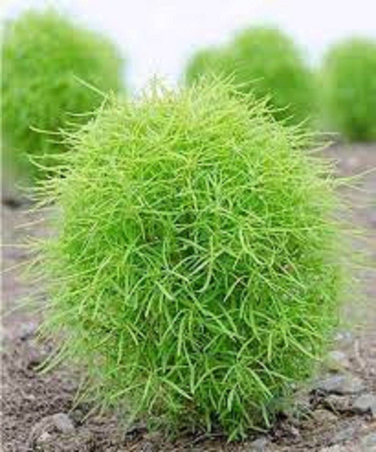     			Kochia Grass ( 300 Seeds )