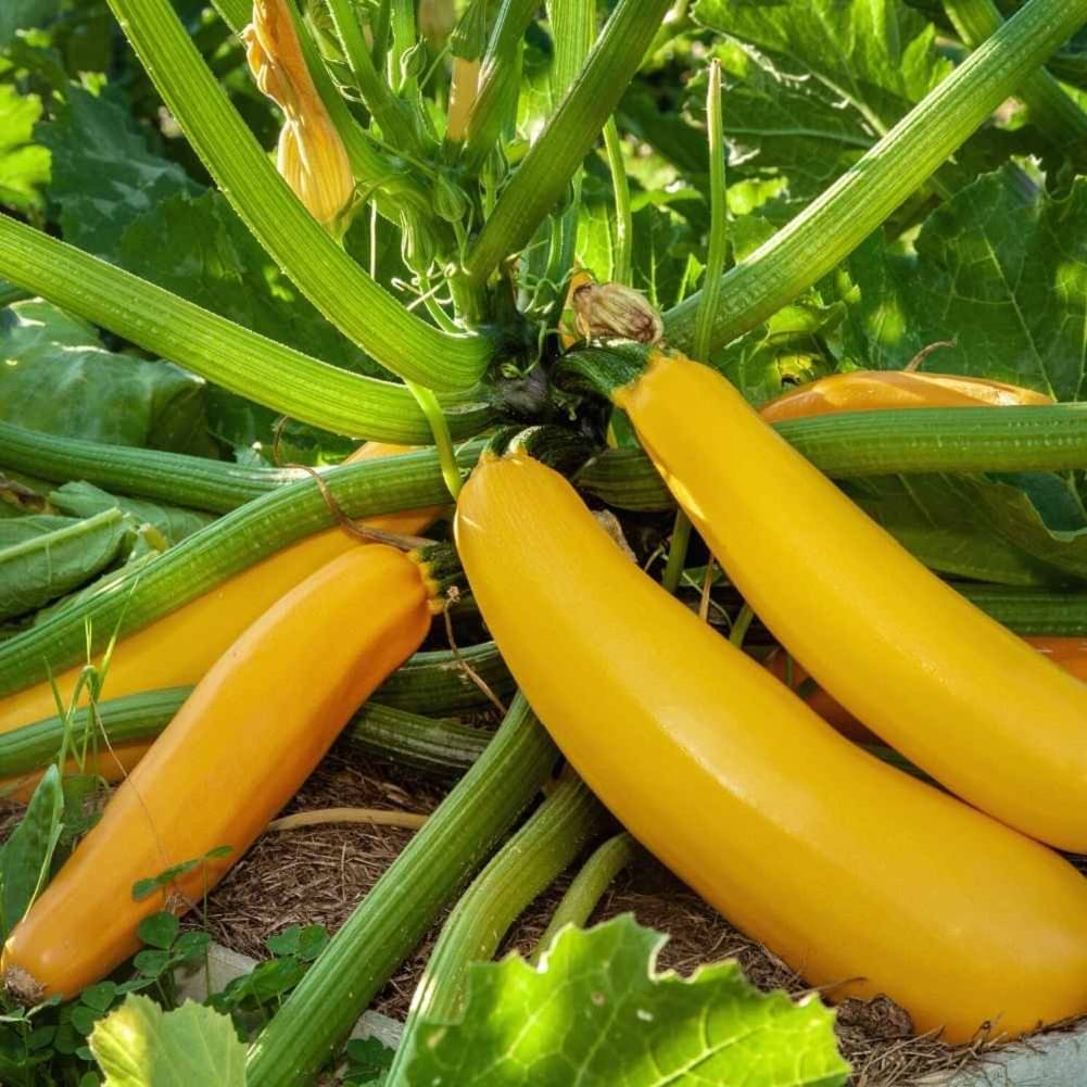 Yellow Long Zucchini Summer Squash Seeds, Courgette, Marrow, Gourd Vegetables Seeds 10 Yellow Long Zucchini Summer Squash Seeds, Courgette, Marrow, Gourd Vegetables Seeds 10