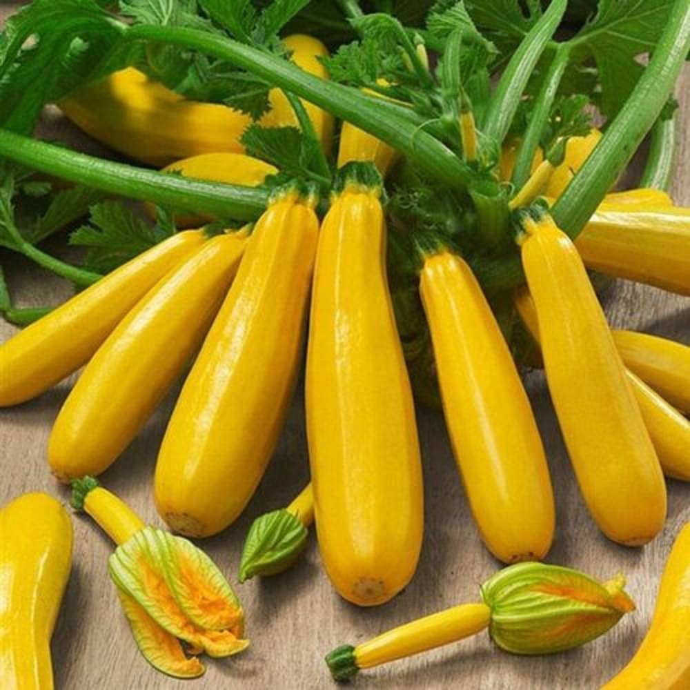 Exotic Yellow Long Zucchini Squash Cucurbita Vegetable Seeds Pack Of 10 | Organic | for Planting in Home Kitchen Terrace Balcony Gardening Exotic Yellow Long Zucchini Squash Cucurbita Vegetable Seeds Pack Of 10 | Organic | for Planting in Home Kitchen Terrace Balcony Gardening