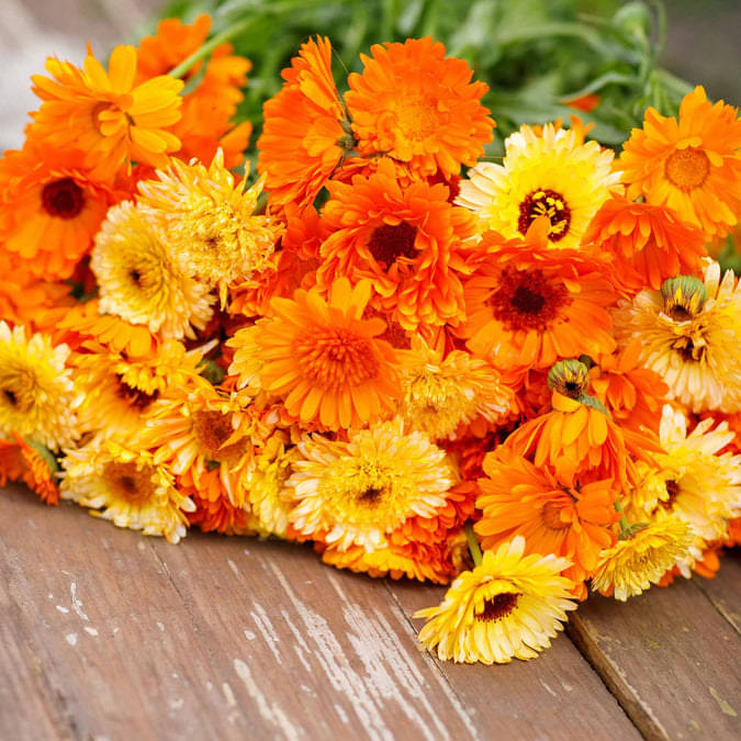     			Jignisha Seeds Calendula Flower ( 30 Seeds )