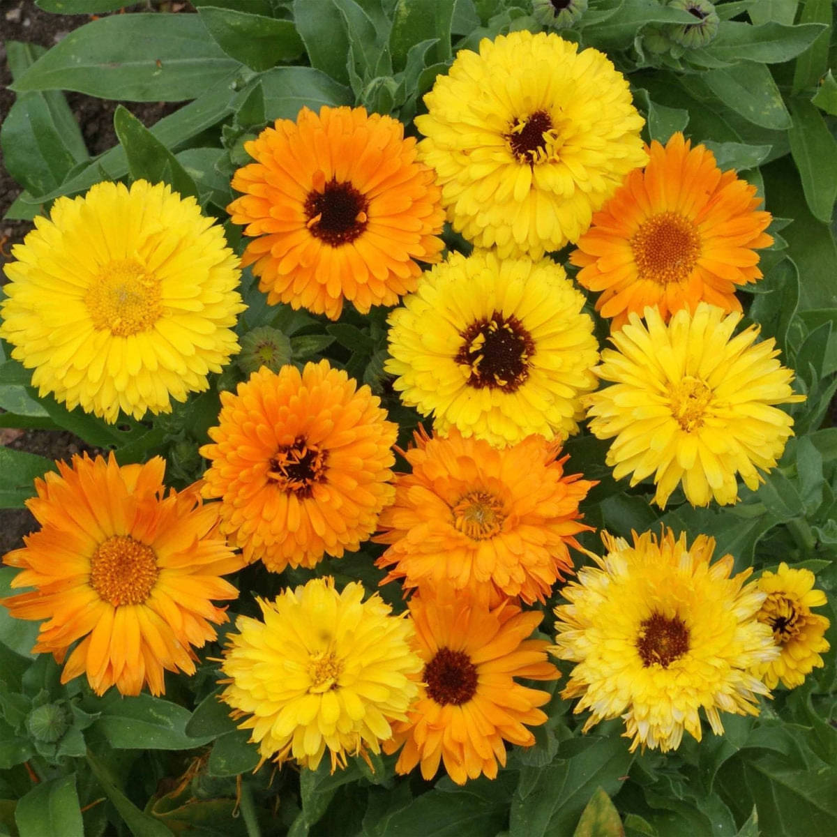     			Jignisha Seeds Calendula Flower ( 30 Seeds )