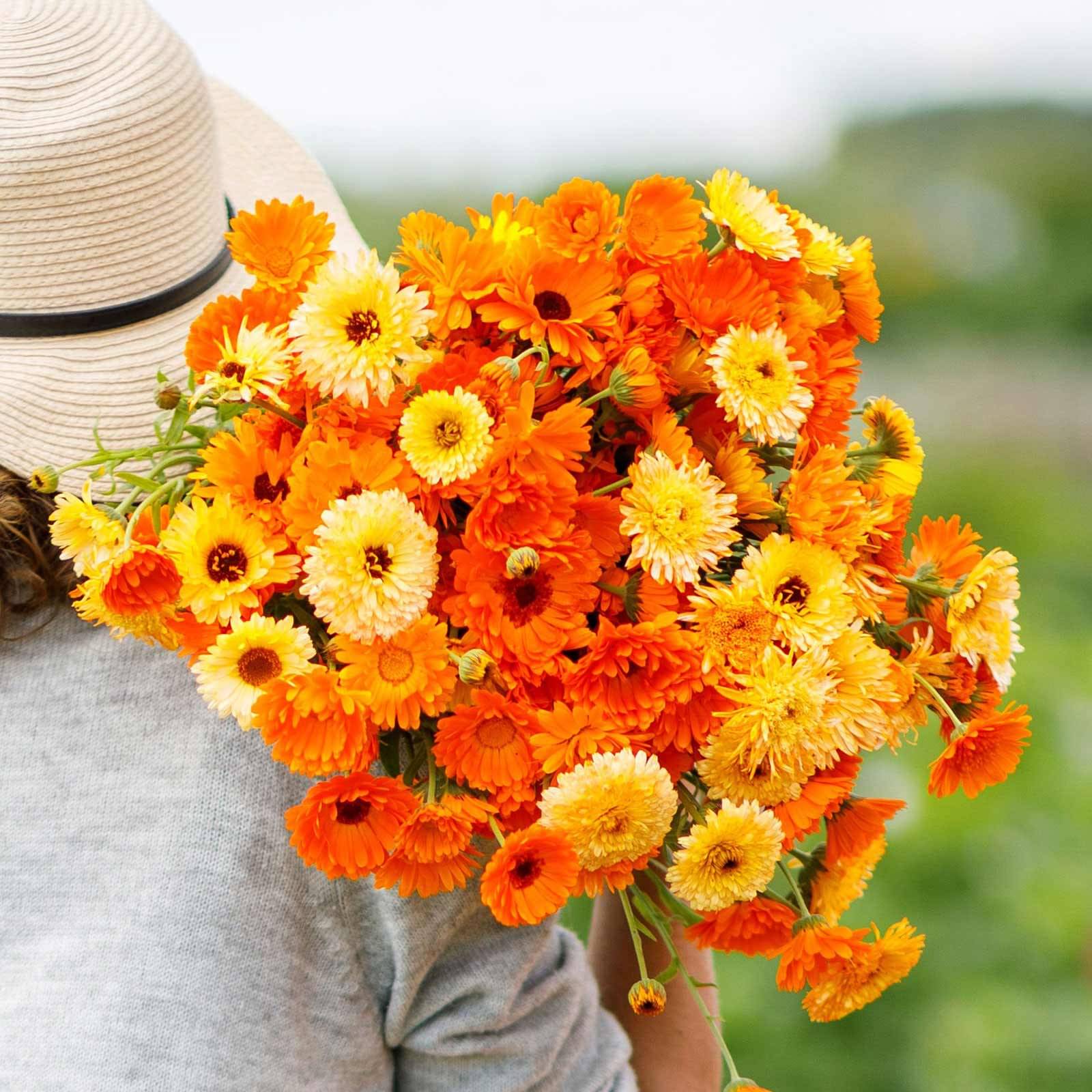 Calendula Multicolor Flower Seeds Pack Of 30 | Indoor And Outdoor | for Planting in Home Kitchen Terrace Balcony Gardening Calendula Multicolor Flower Seeds Pack Of 30 | Indoor And Outdoor | for Planting in Home Kitchen Terrace Balcony Gardening