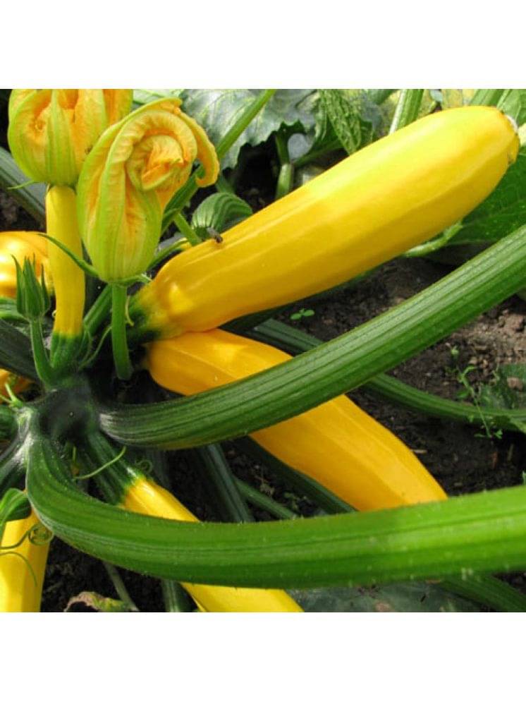 Yellow Long Zucchini Summer Squash Seeds, Courgette, Marrow, Gourd Vegetables Seeds 10 Yellow Long Zucchini Summer Squash Seeds, Courgette, Marrow, Gourd Vegetables Seeds 10